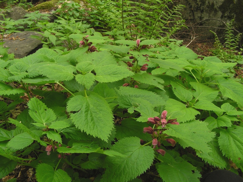 Lamium orvala / Falsa ortica maggiore
